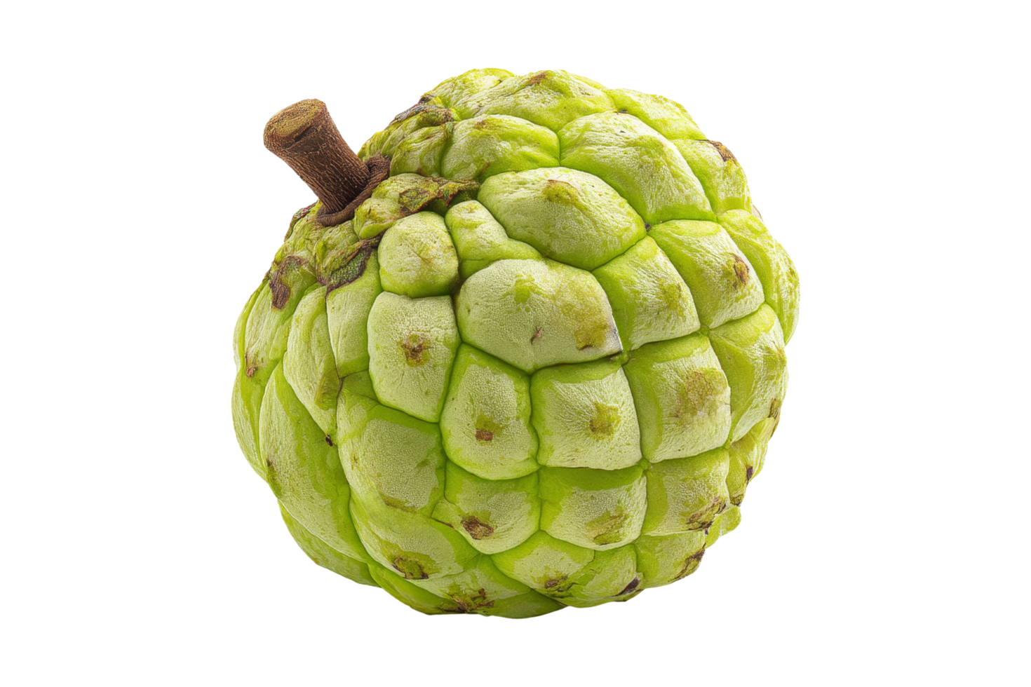 Harvesting cherimoya fruit in nature's garden png