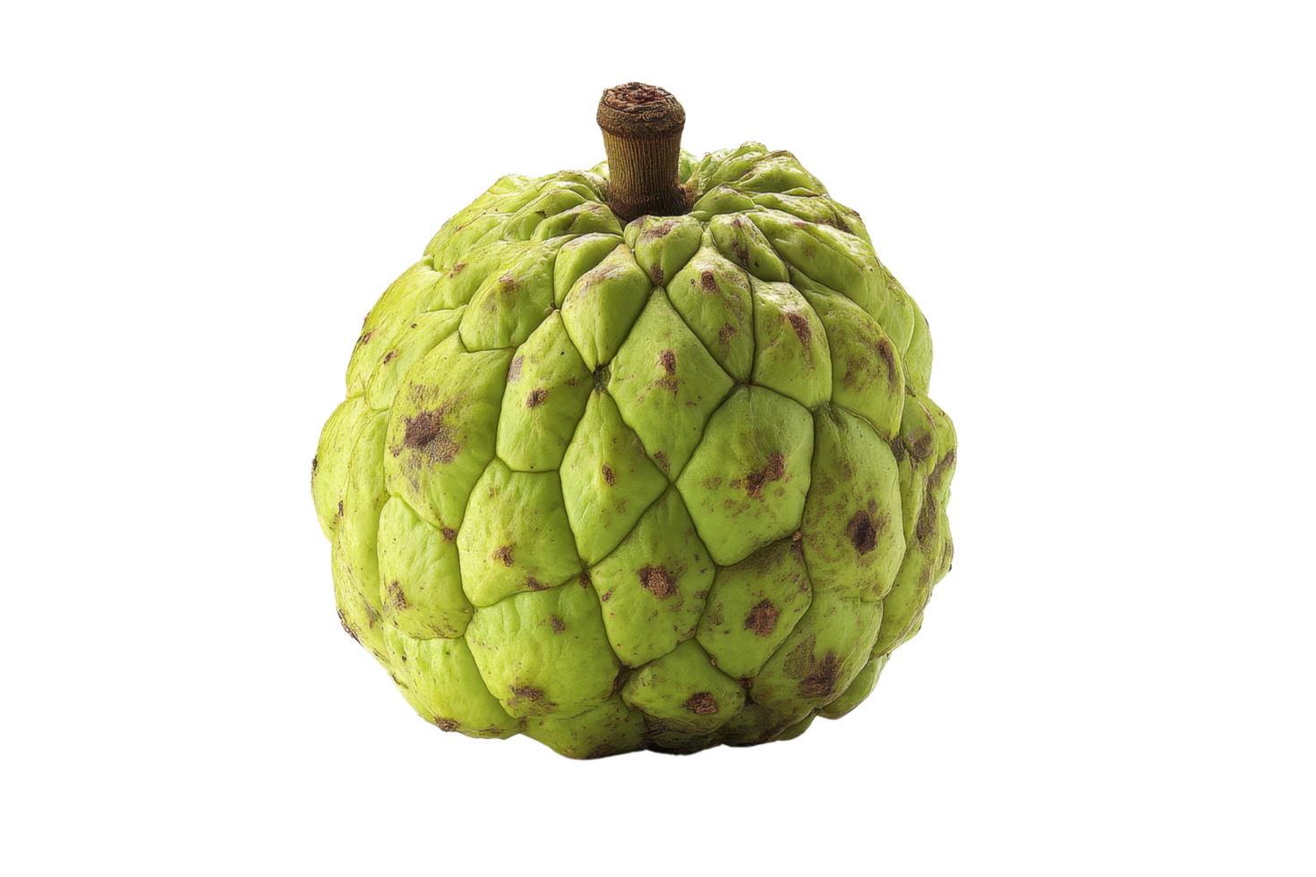 Harvesting cherimoya tropical fruit delight png