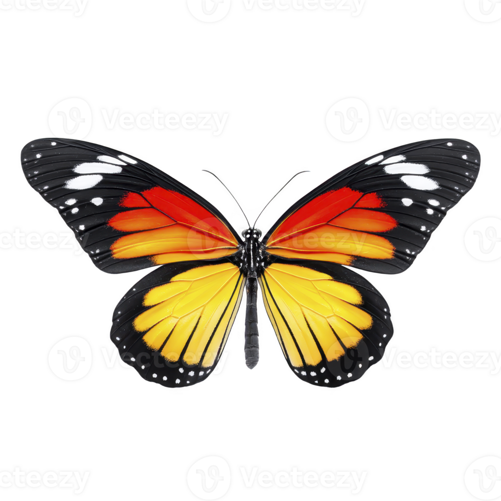 Vibrant butterfly with striking orange, yellow, and black wings, showcasing symmetrical pattern and delicate white spots, evokes sense of natural beauty and elegance png