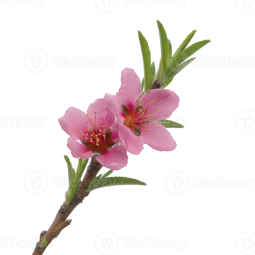 Pink peach blossoms with green leaves on branch, isolated on transparency background, showcasing delicate petals and vibrant colors png