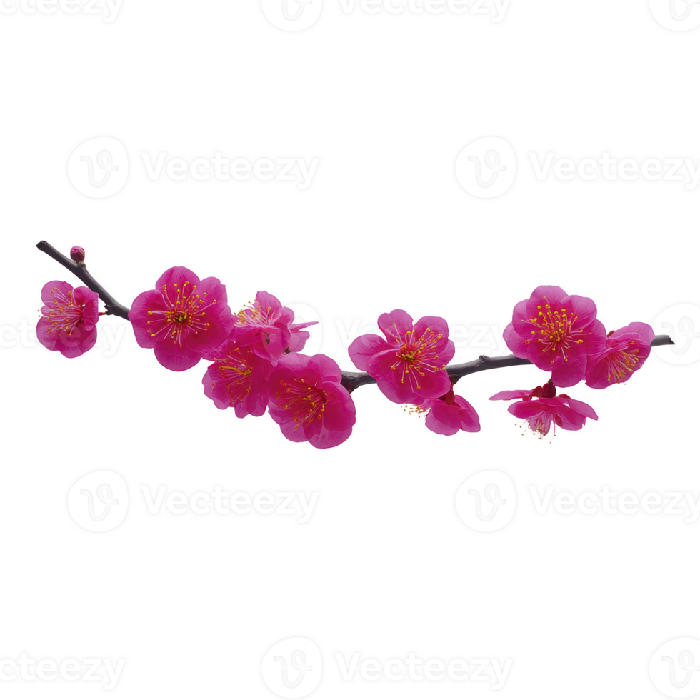 Branch of vibrant pink cherry blossoms with delicate petals and yellow stamens, symbolizing beauty and renewal, isolated on transparency background png