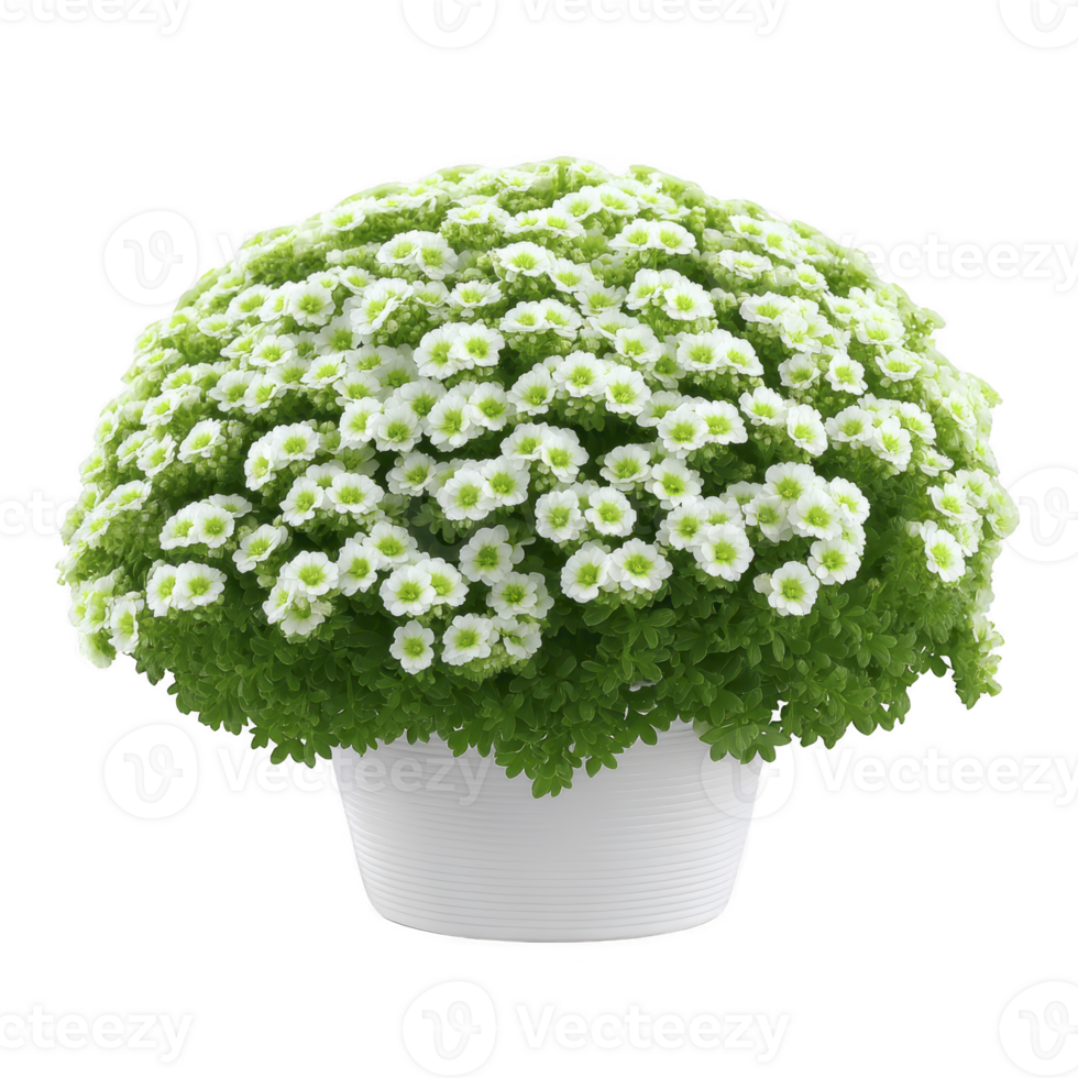 Lush, green plant with small white flowers blooms vibrantly in white pot, creating fresh and lively atmosphere. dense foliage and delicate blossoms add charm to any space png