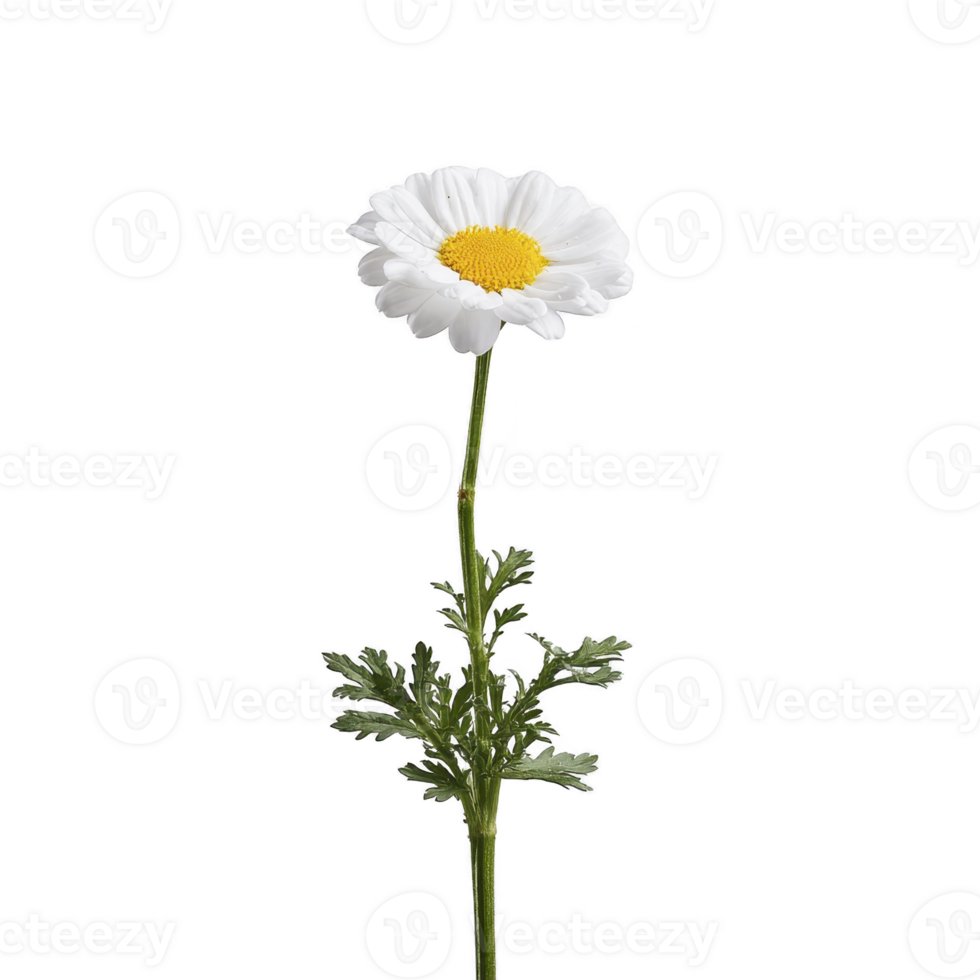 Single white daisy with yellow center stands against plain background, showcasing its delicate petals and green stem. simplicity and elegance of flower evoke sense of calm and purity png