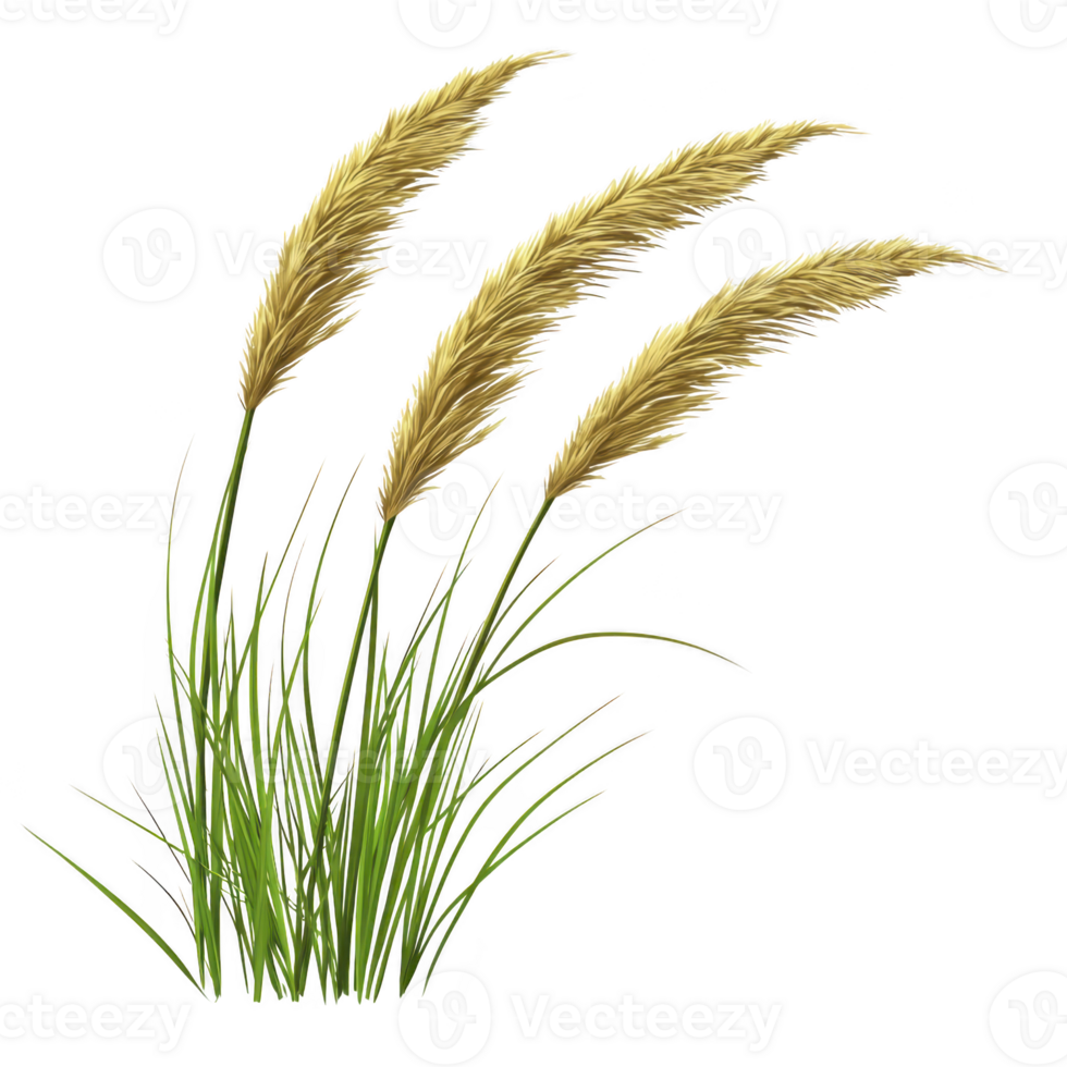 Golden pampas grass with tall, feathery plumes sways gently, evoking sense of calm and natural beauty. lush green stems add contrast, enhancing overall aesthetic png