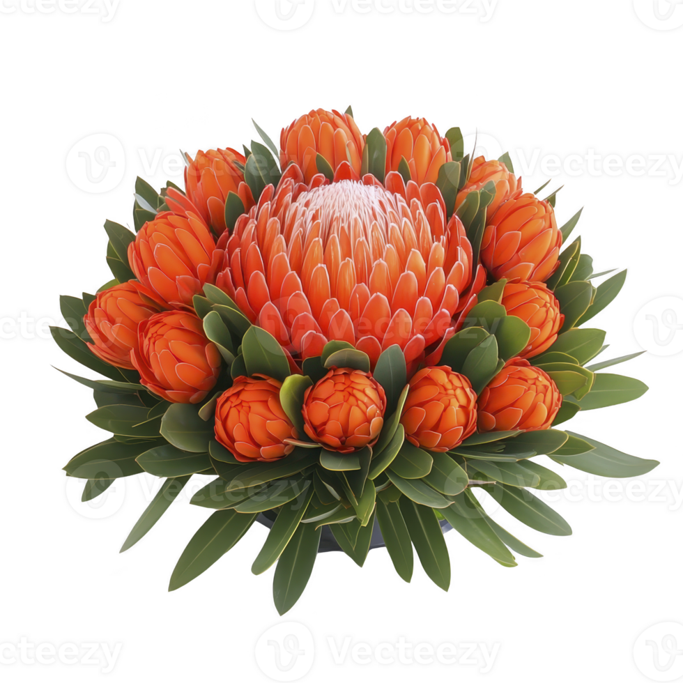 Vibrant arrangement of orange protea flowers with lush green leaves, showcasing stunning floral display. central bloom is large and surrounded by smaller buds, creating harmonious and eye catching png