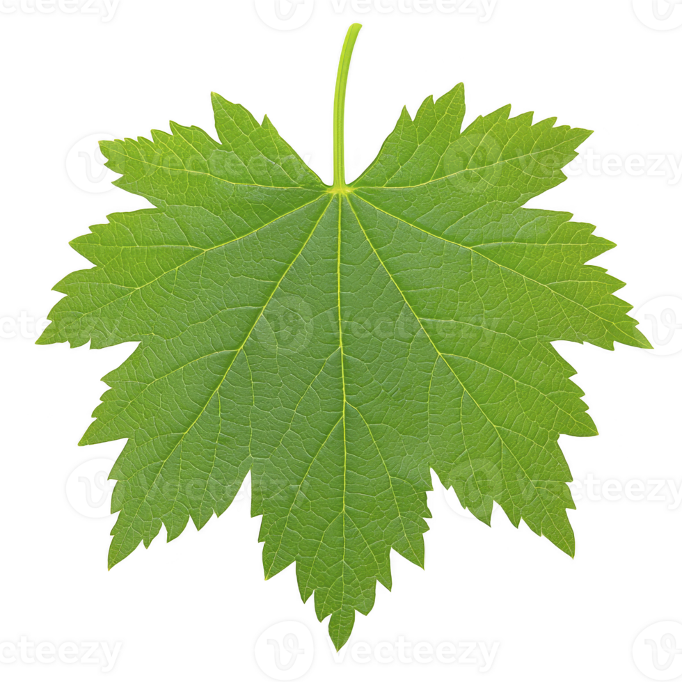 Vibrant green maple leaf with distinct veins and serrated edges, isolated on transparency background, showcasing nature intricate design png