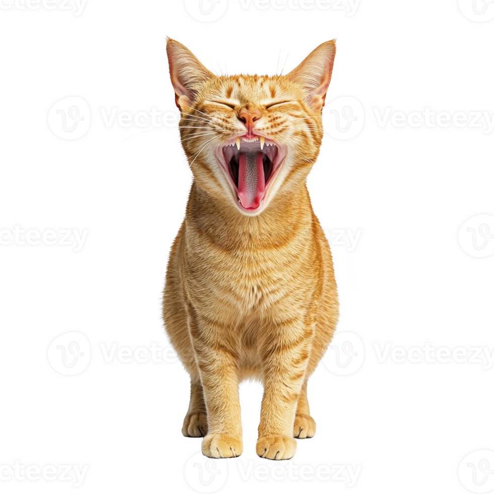ginger cat with its mouth wide open, showing its teeth, sits against transparency background. cat fur is vibrant orange with distinct stripes, and its ears are perked up png