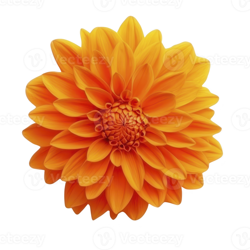 vibrant orange dahlia flower with intricate petals radiating from center, showcasing nature beauty and symmetry. bright colors evoke sense of warmth and joy png