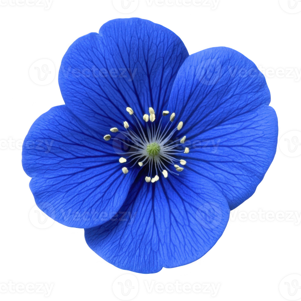 Vibrant blue flower with delicate petals and detailed center, showcasing nature intricate beauty. close up view highlights texture and vivid color, evoking sense of tranquility png