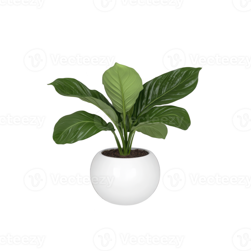 Lush green potted plant with broad leaves sits in sleek white round pot, creating fresh and modern look. plant vibrant foliage adds touch of nature to any indoor space png