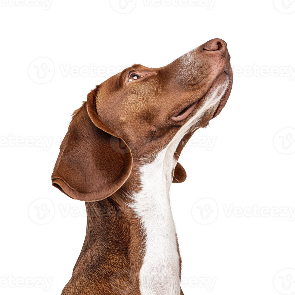 Brown and white dog with floppy ears looks upward with curiosity and alertness, showcasing its sleek fur and attentive expression png