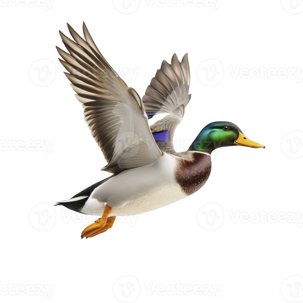 Mallard duck with vibrant green head and brown chest is captured in mid flight, wings spread wide against transparency background, showcasing its natural beauty and grace png