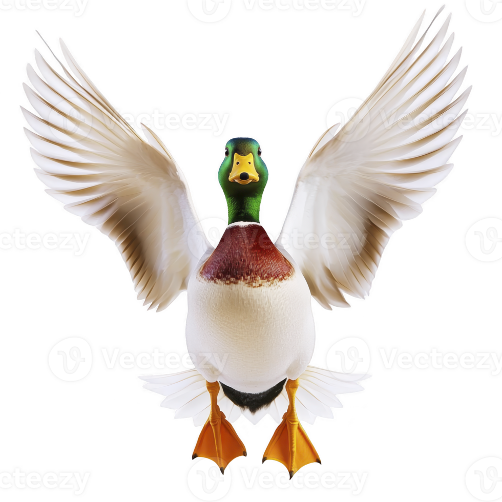 Mallard duck with vibrant green head and brown chest spreads its wings wide, showcasing its beautiful plumage. duck appears to be in mid flight, exuding grace and elegance png