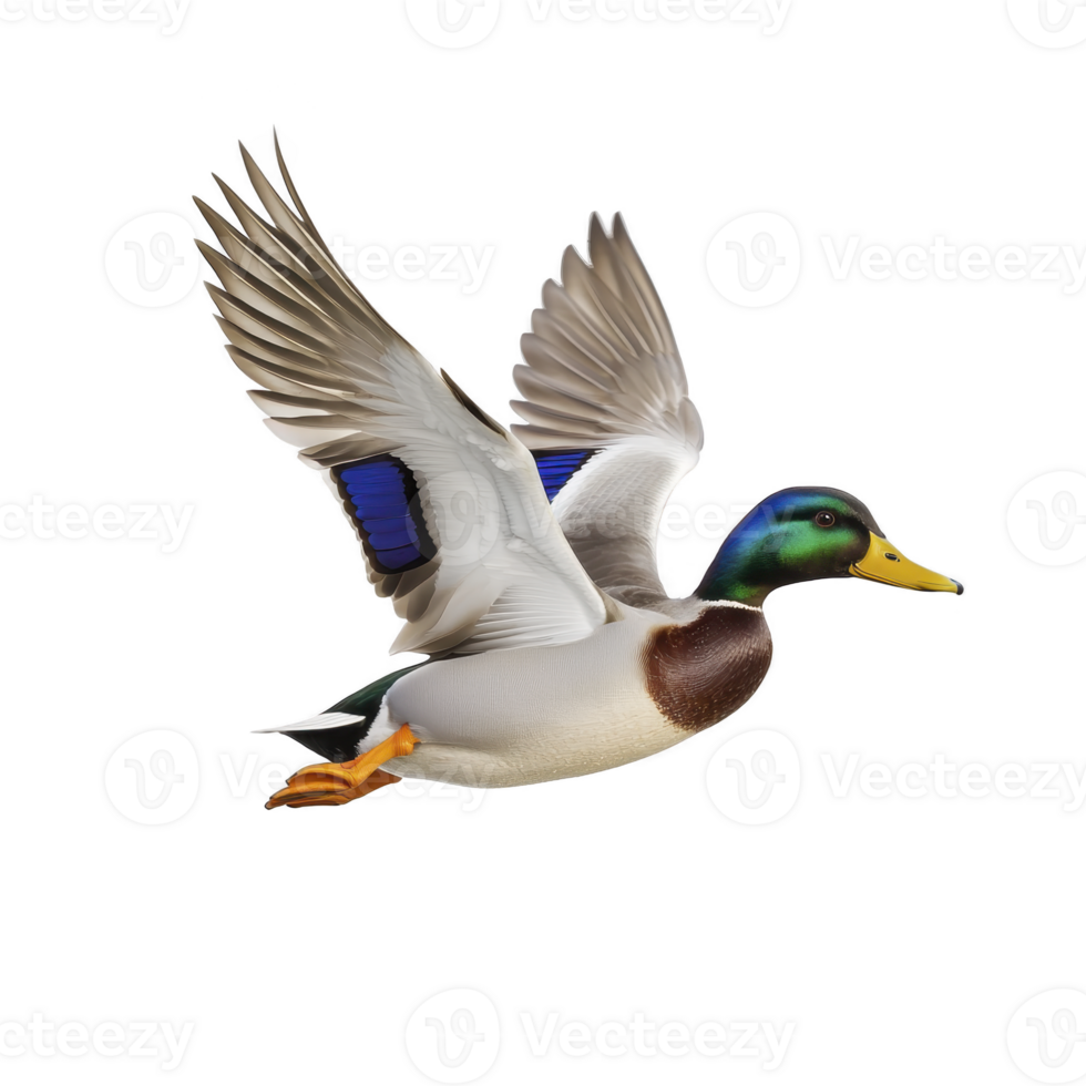 Vibrant mallard duck in flight with its wings fully extended, showcasing its colorful plumage and distinctive green head. dynamic pose captures essence of movement and grace png
