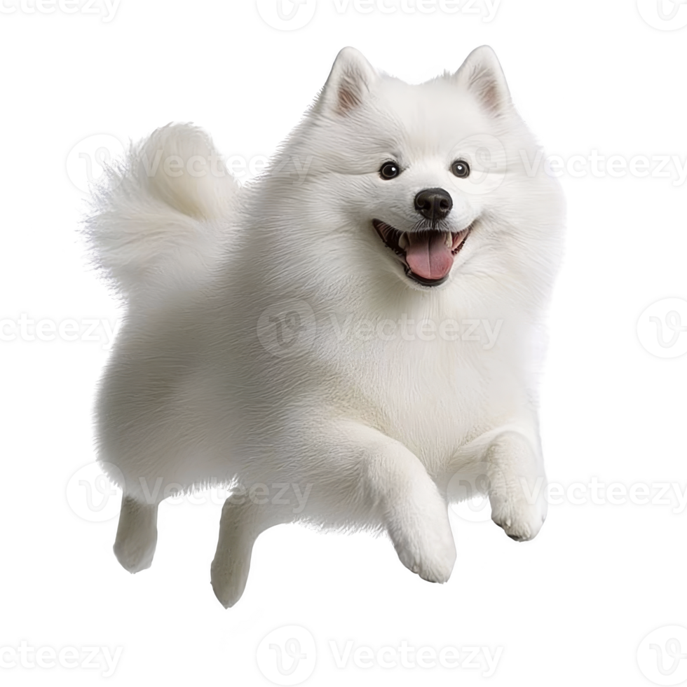 Fluffy white dog with joyful expression is playfully jumping, showcasing its thick fur and lively demeanor. background is transparent, highlighting dog energetic pose png
