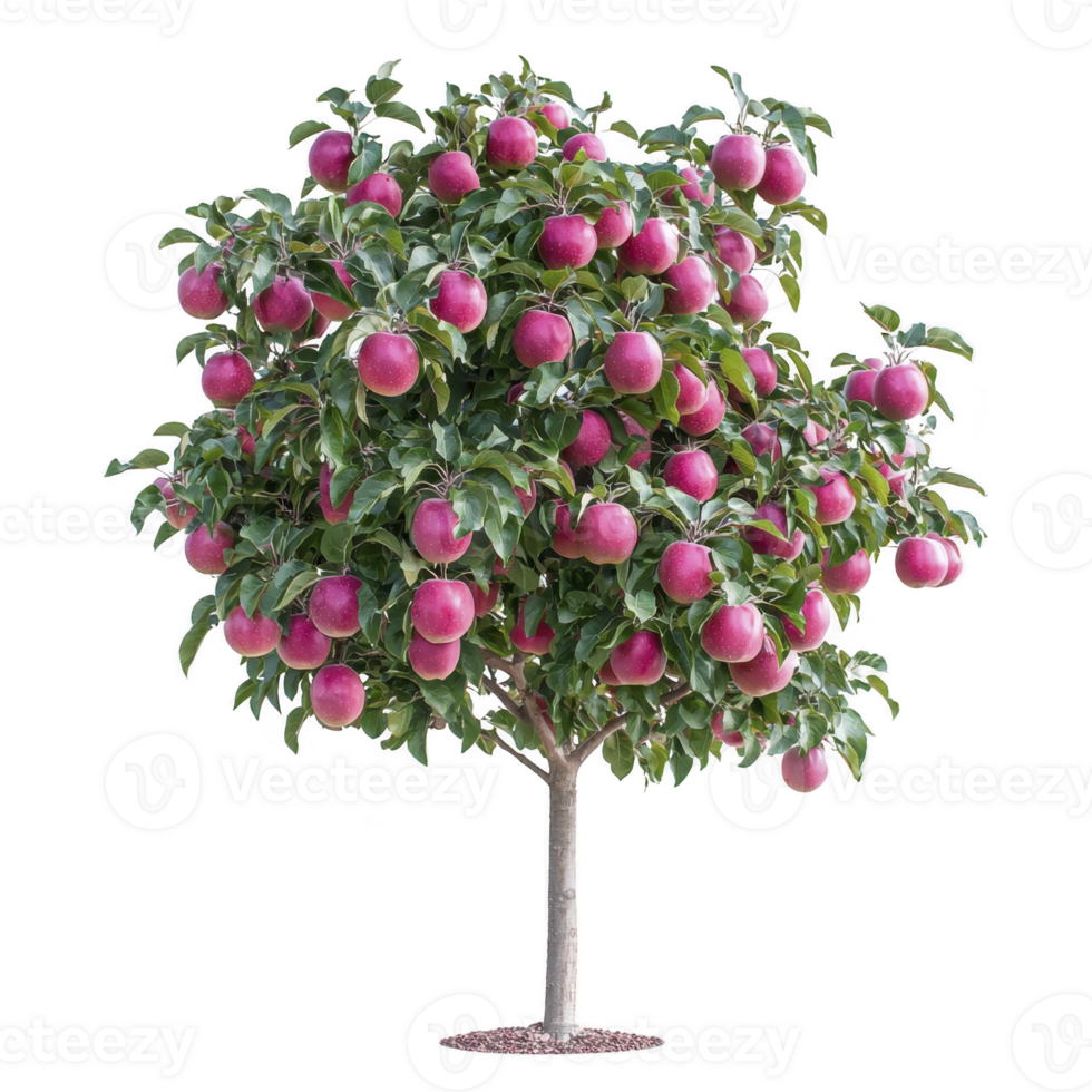 Lush apple tree laden with ripe, red apples stands against transparency background, showcasing its vibrant green leaves and abundant fruit png