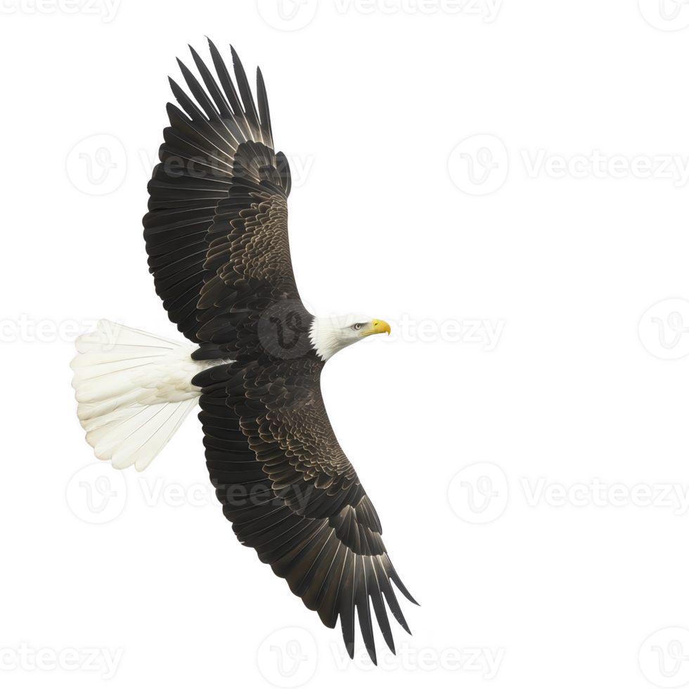 Majestic bald eagle soars through sky, its wings fully extended and feathers detailed against clear backdrop. bird sharp gaze and powerful presence evoke sense of freedom and strength png