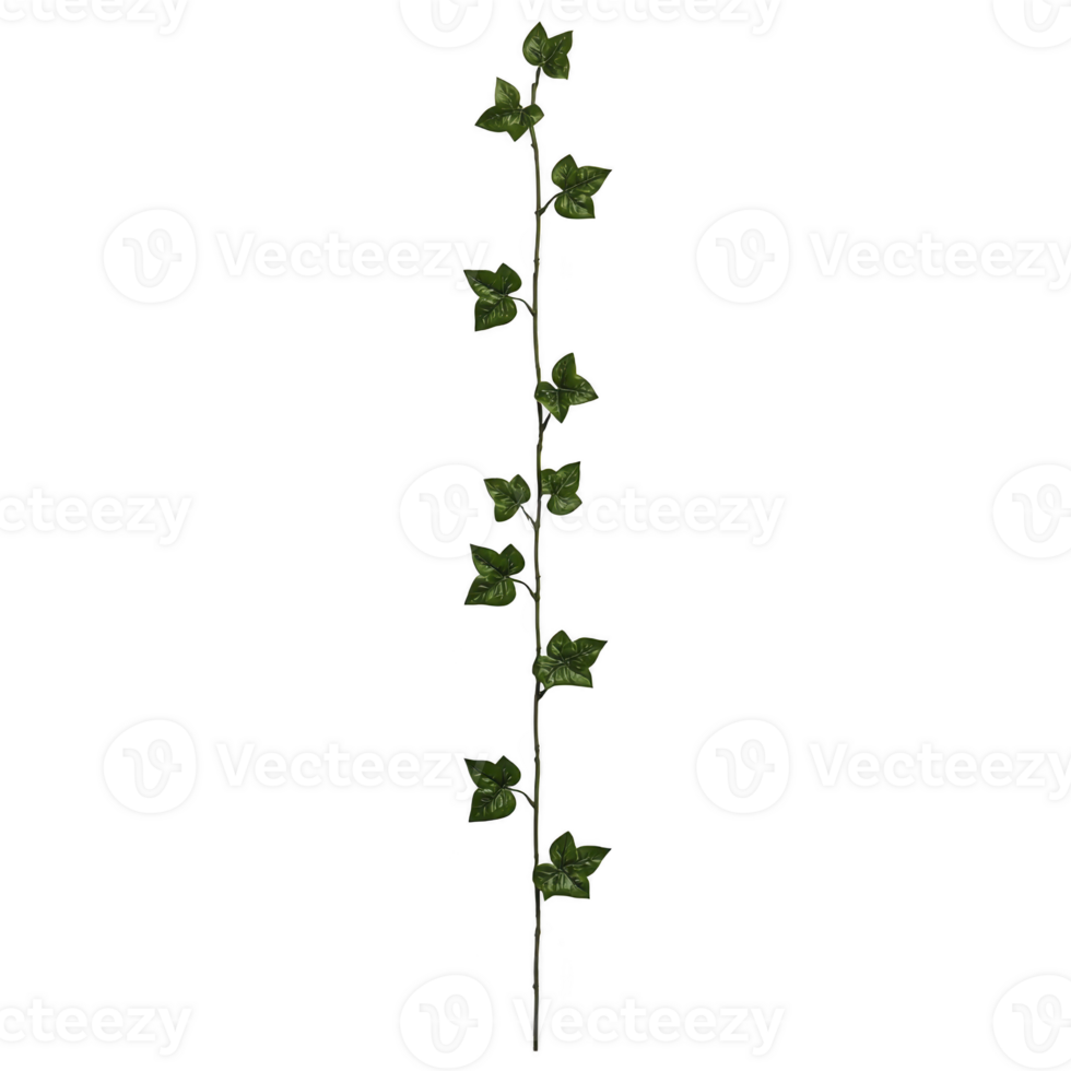 long, slender vine with green leaves arranged along its length, showcasing natural and organic appearance. vine leaves are vibrant and detailed, adding touch of nature beauty png
