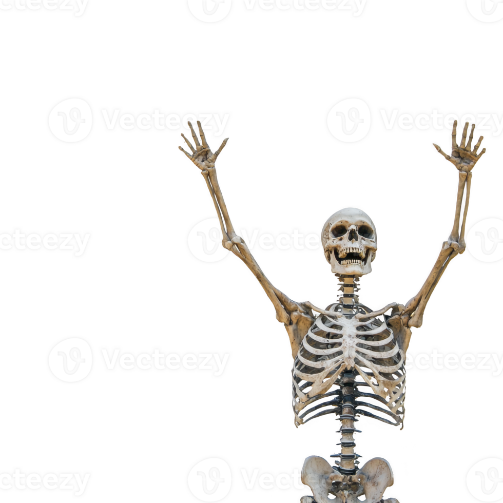 human skeleton with arms raised in celebratory pose against plain background, evoking sense of excitement and fun png