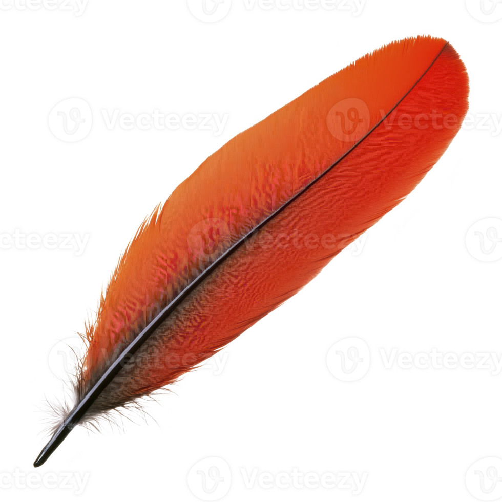 vibrant orange feather with smooth texture and delicate white tuft at base, isolated on transparency background. feather vivid color and fine details create striking visual png