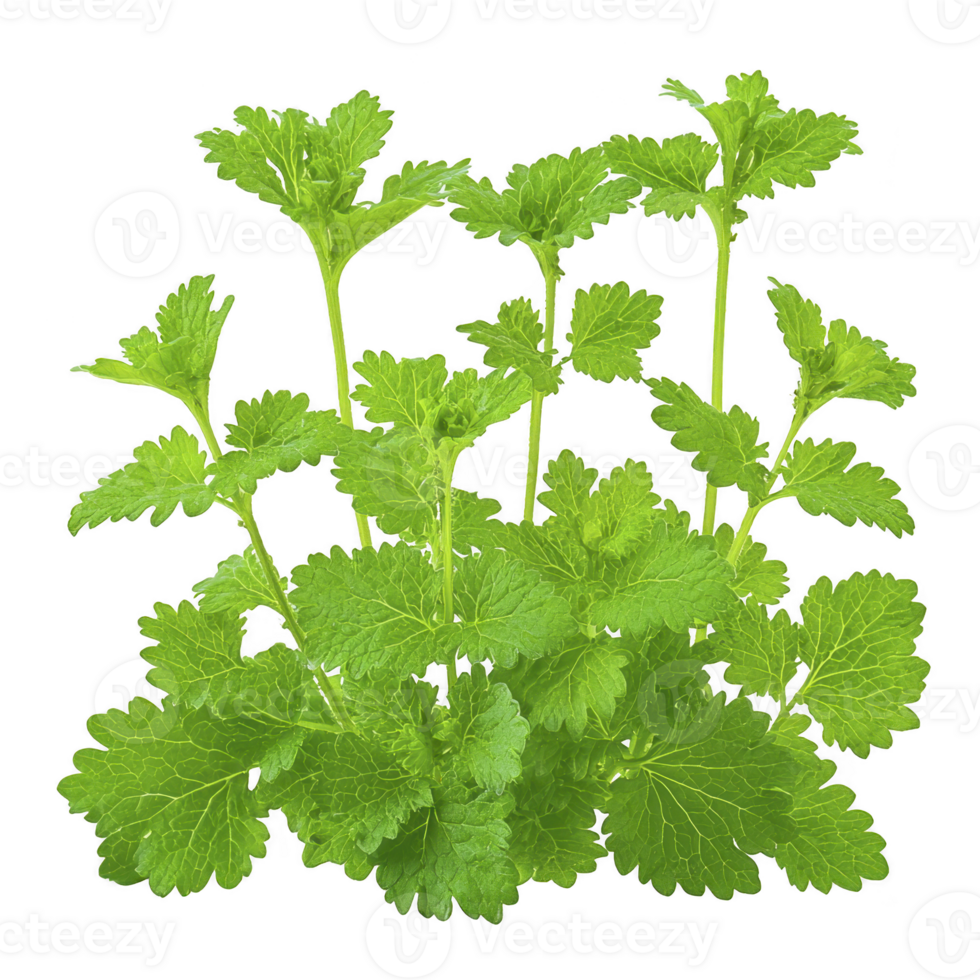 Cluster of fresh green horehound plants with serrated leaves, known for their medicinal properties and use in herbal remedies, stands vibrant against transparency background png