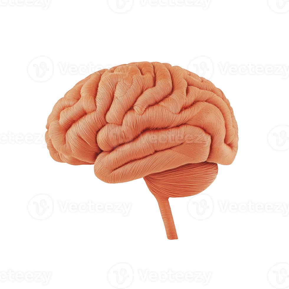 A detailed illustration of human brain showcases its intricate structure and texture, highlighting cerebral cortex and brainstem. image emphasizes complexity and beauty of brain anatomy png