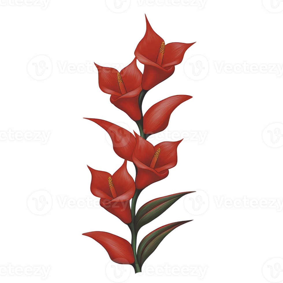 A vibrant illustration of red heliconia flower with multiple blooms on single stem, showcasing its unique shape and tropical allure. green leaves add contrast to striking red petals png