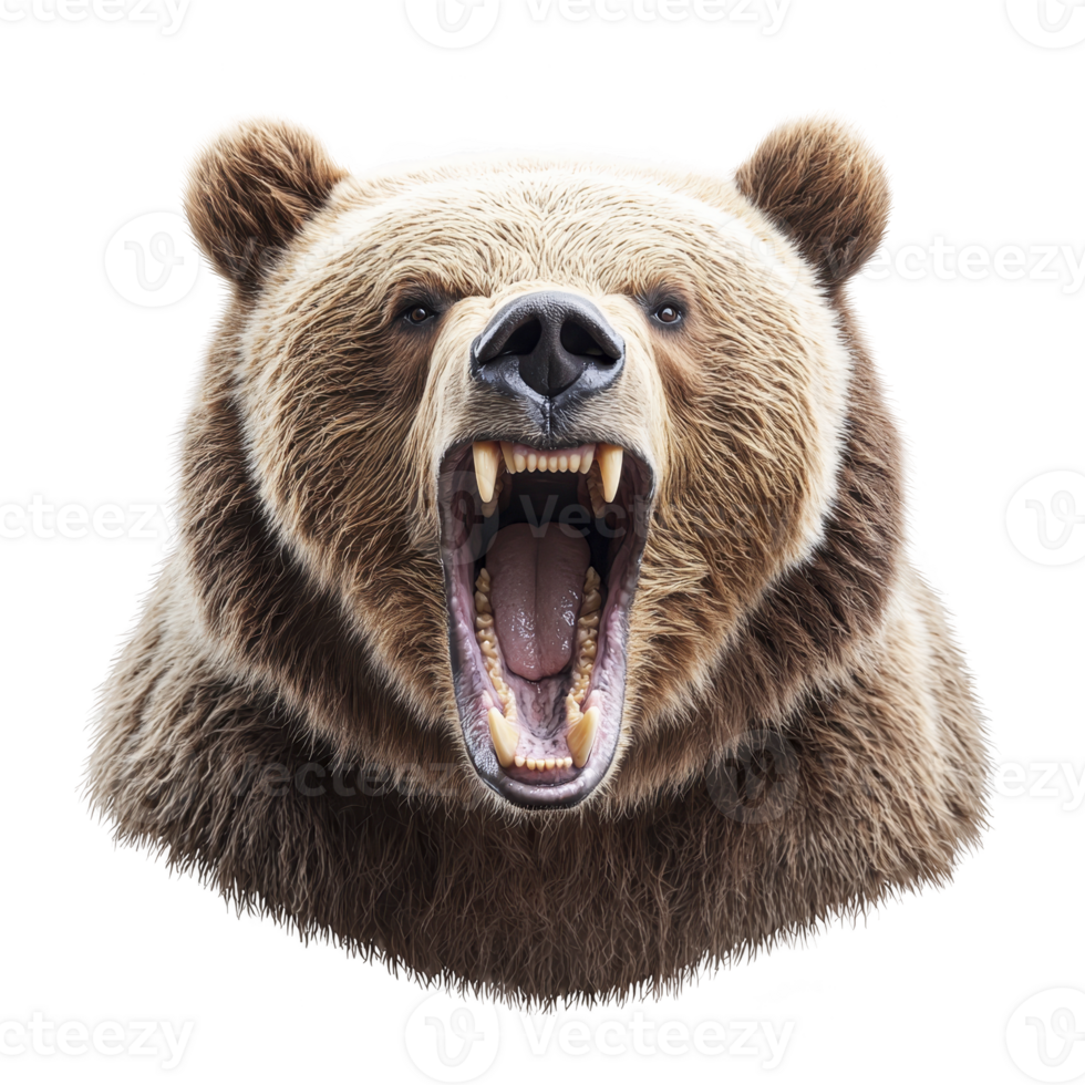 A fierce brown bear with its mouth open wide, displaying sharp teeth and powerful expression, isolated on transparency background. bear fur is thick and textured, adding to its imposing presence png