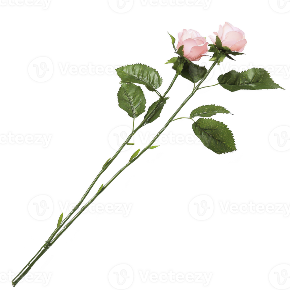 Two delicate pink roses with lush green leaves on long stems, isolated on transparency background, evoke sense of elegance and romance png