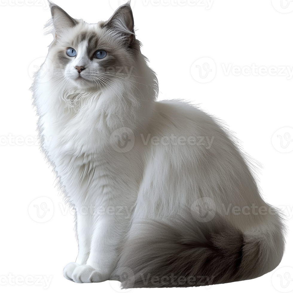 fluffy white and gray cat with striking blue eyes sits gracefully, showcasing its long fur and elegant posture. cat serene expression adds to its majestic appearance png