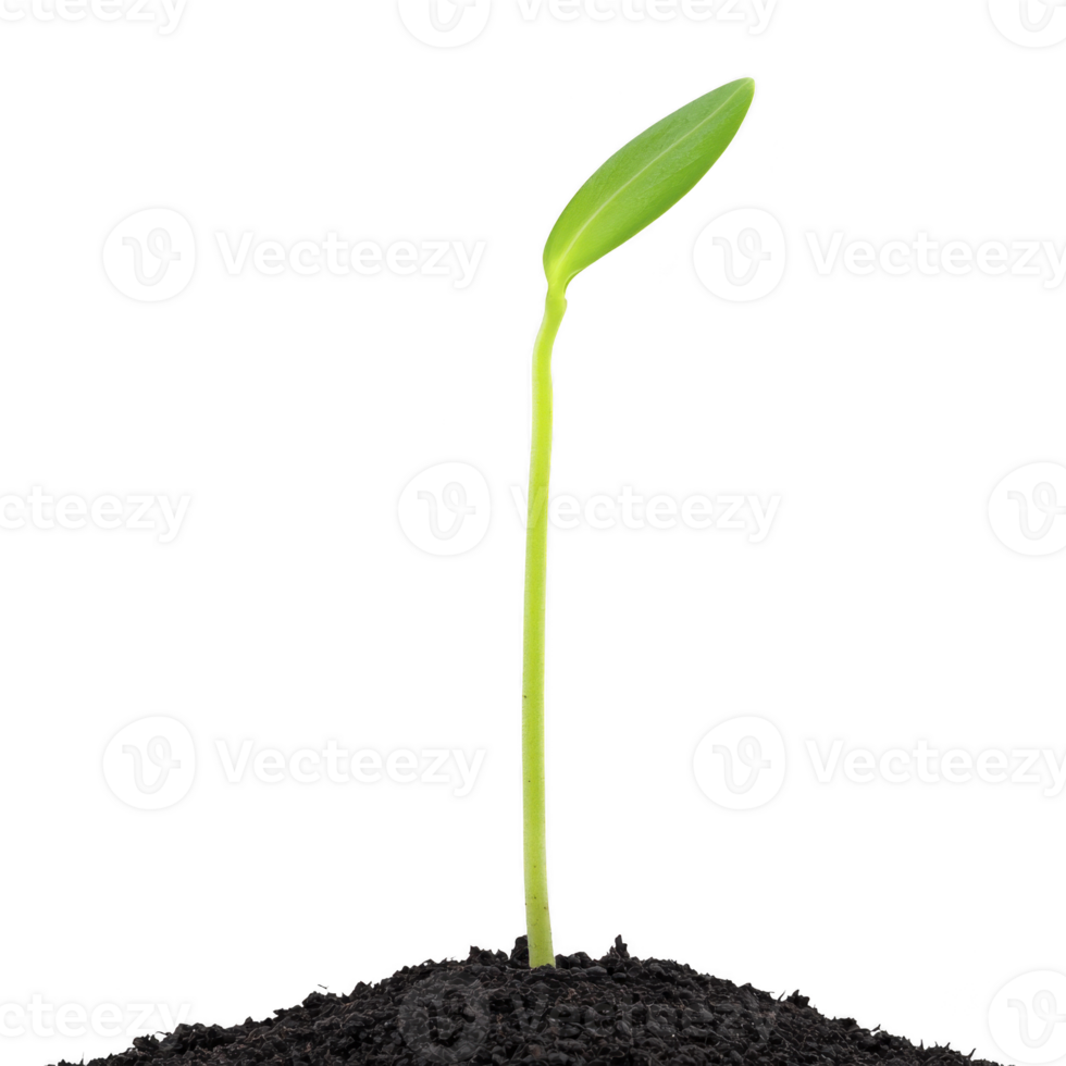 single green seedling emerges from dark soil, symbolizing growth and new beginnings. delicate stem and leaf stand out against transparency background, representing hope and potential png