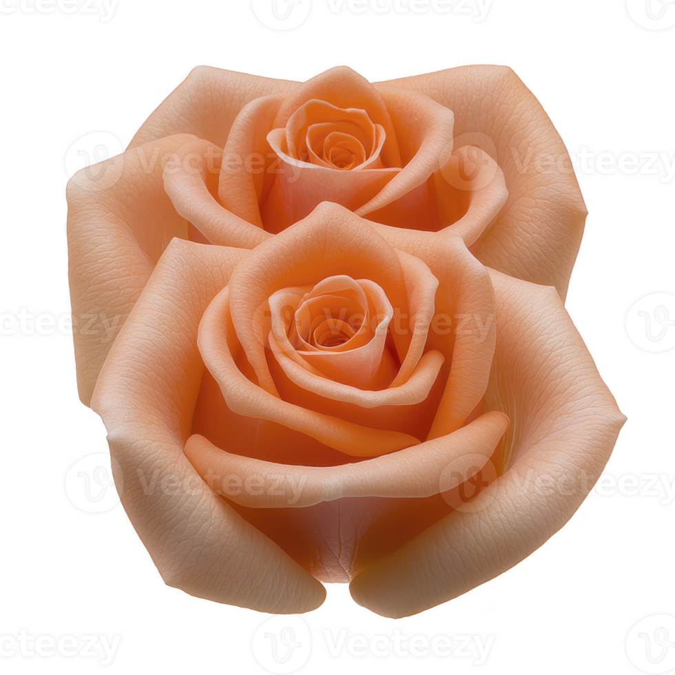 Two peach colored roses with delicate petals are beautifully arranged, showcasing their natural elegance and soft texture. roses exude sense of romance and tranquility png