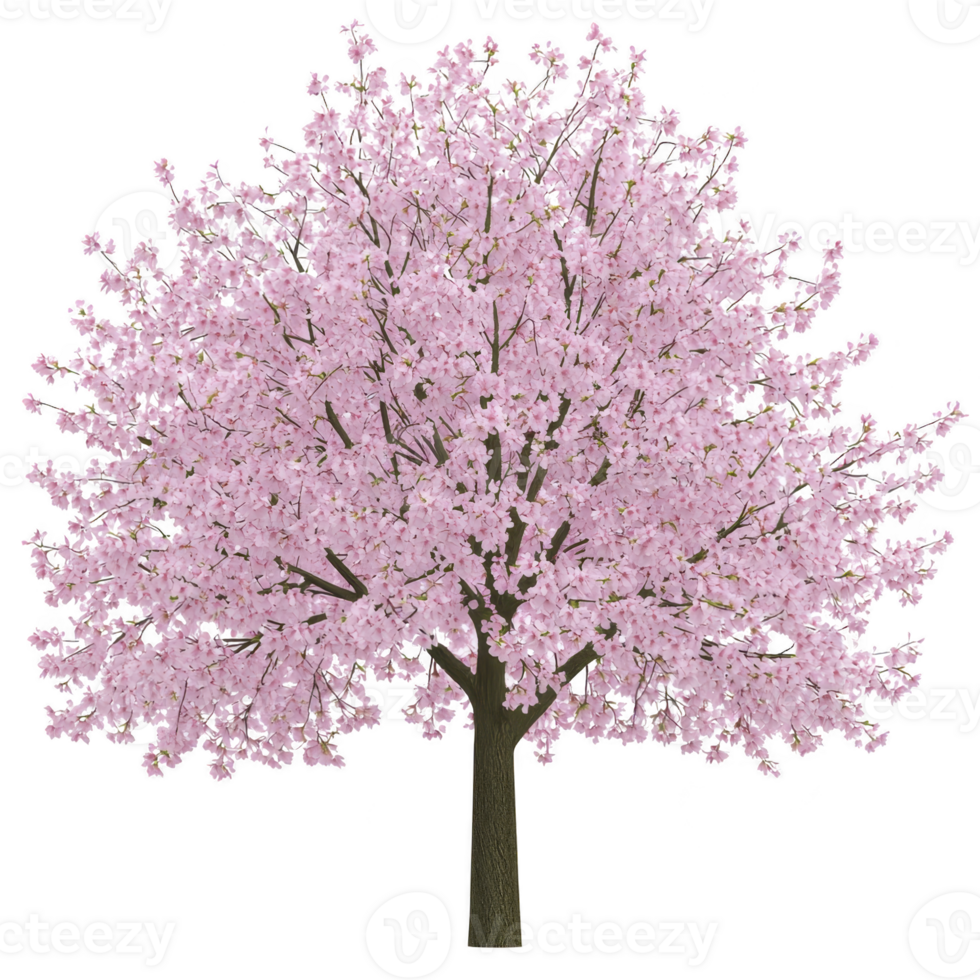 beautiful cherry blossom tree in full bloom with delicate pink flowers and sturdy brown trunk, symbolizing arrival of spring and renewal png