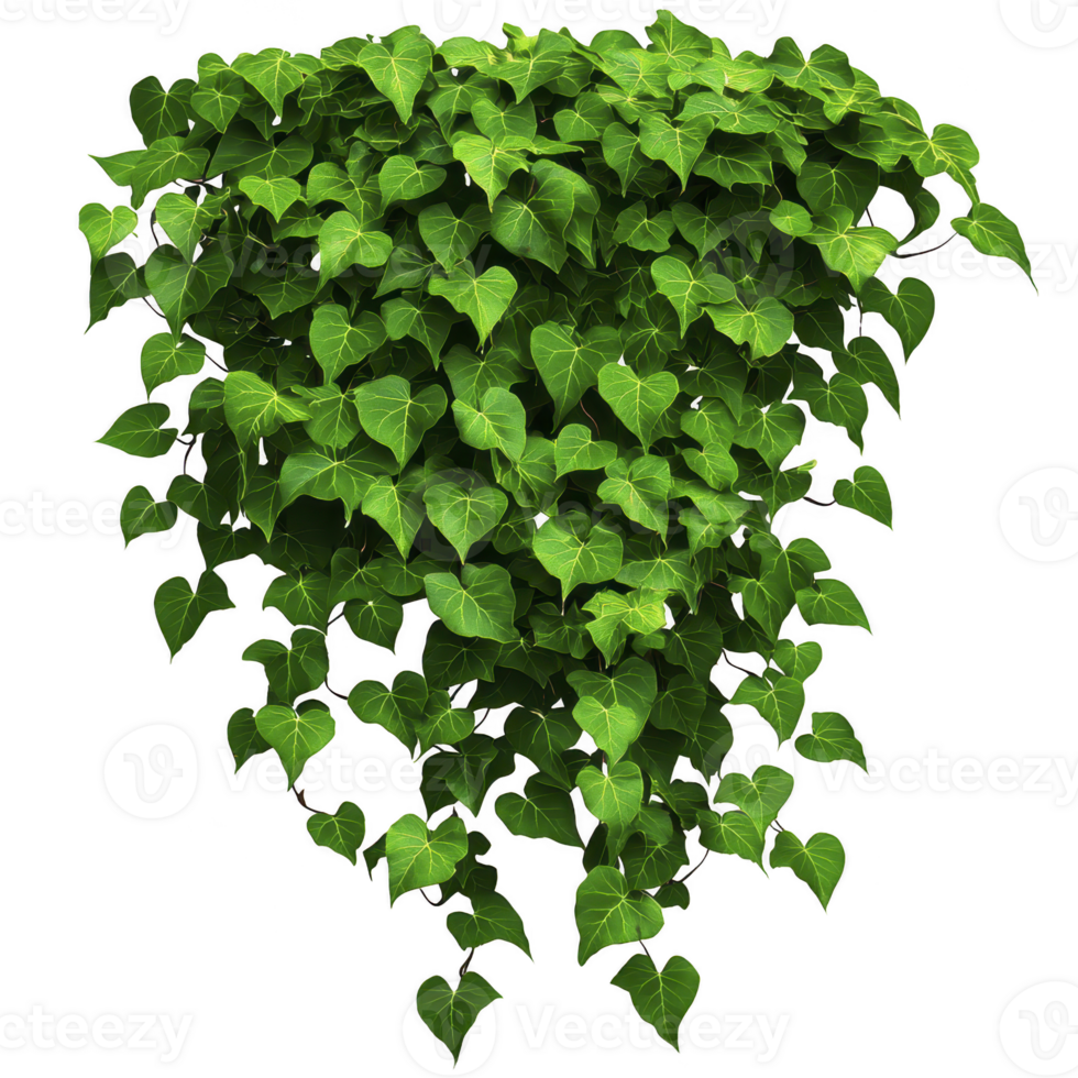 lush cluster of vibrant green heart shaped leaves cascades downward, creating natural and refreshing appearance. dense foliage suggests thriving plant, ideal for adding greenery to any space png