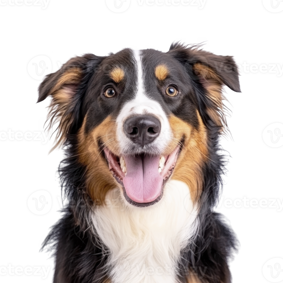 happy, tricolor dog with fluffy coat and bright eyes looks directly at camera, exuding joy and friendliness. dog ears are perked up, and its tongue is playfully out png