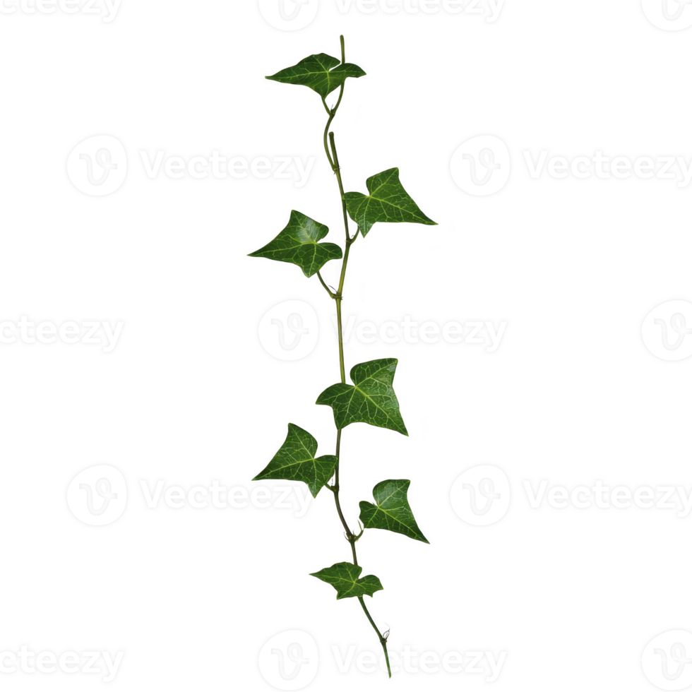 single green ivy vine with pointed leaves extends vertically, showcasing its natural beauty and intricate leaf patterns. vine simplicity and elegance evoke sense of tranquility png