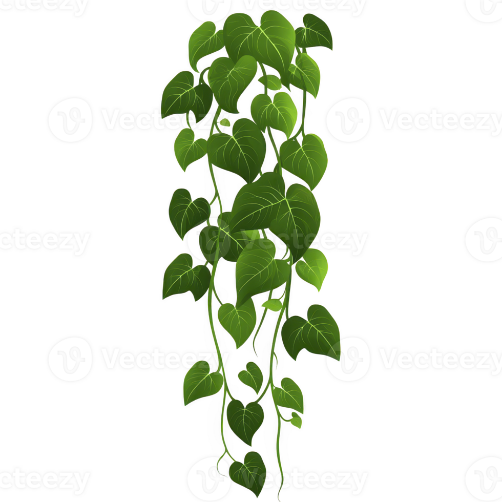 lush, green climbing plant with heart shaped leaves cascading downwards, creating vibrant and natural look. plant rich foliage adds touch of nature and freshness png
