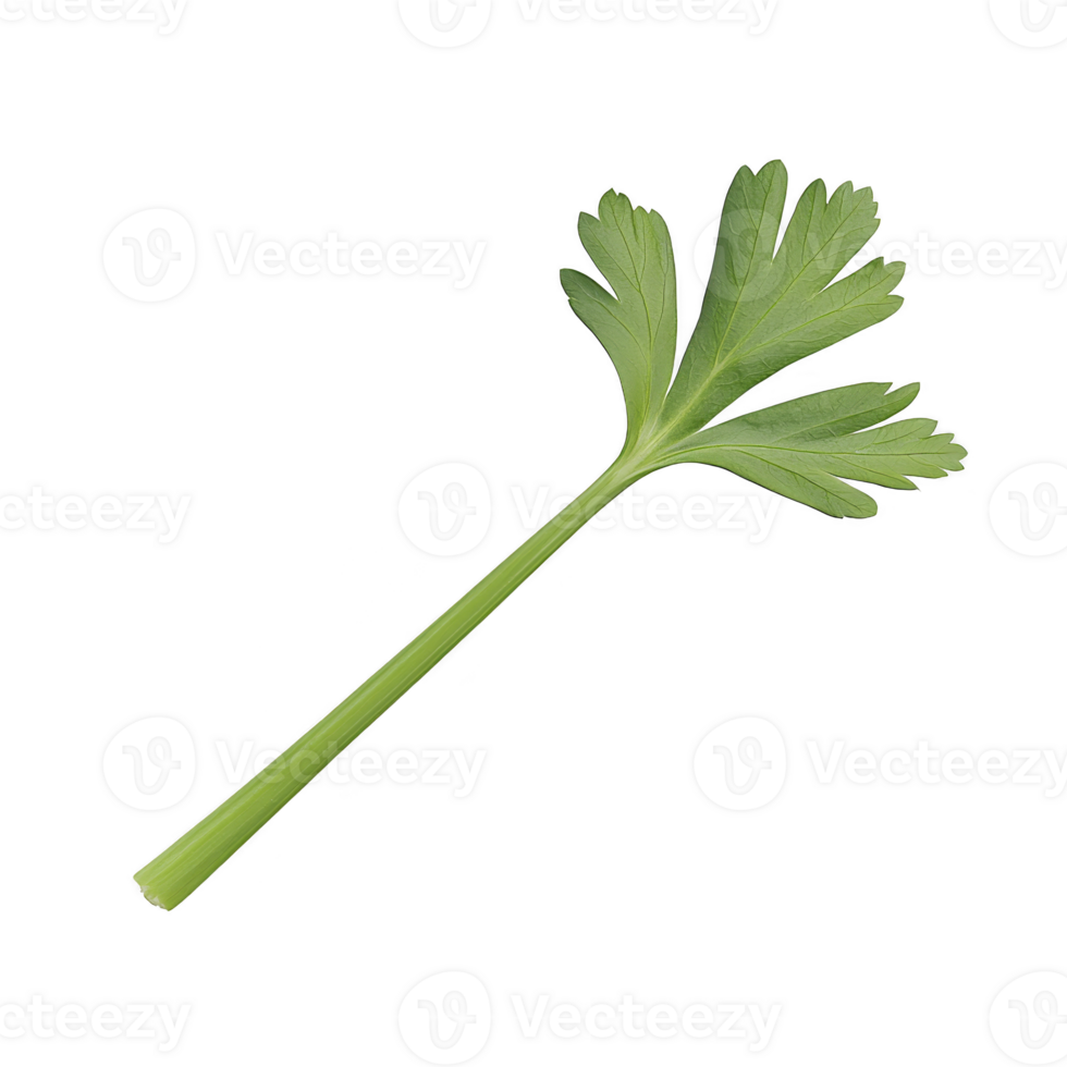 single fresh parsley leaf with vibrant green color, isolated on transparency background, showcasing its detailed texture and natural beauty png