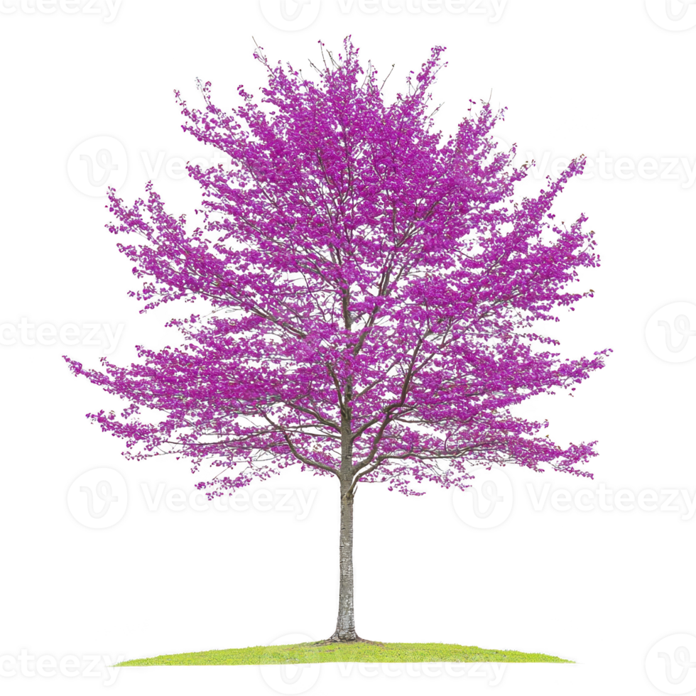 vibrant pink flowering tree stands alone small patch of green grass, showcasing its full bloom against clear background. tree branches are densely covered with bright pink blossoms, creating png