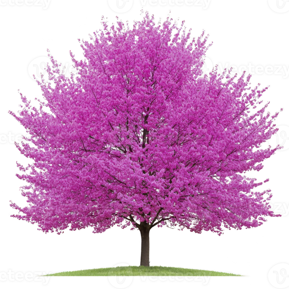 vibrant pink cherry blossom tree full bloom stands small grassy mound, showcasing its lush, colorful foliage against clear background. tree branches spread wide, creating stunning display png