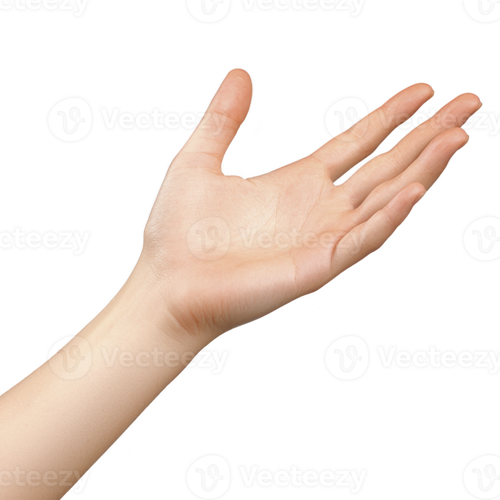 open human hand is extended against transparency background, fingers slightly spread, palm facing up. image conveys sense of offering or receiving png