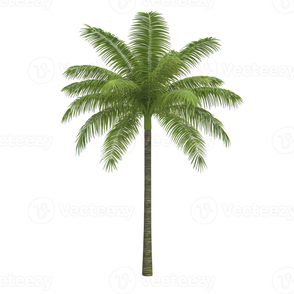 tall, lush green palm tree with slender trunk and vibrant fronds, isolated on transparency background, evokes tropical and serene atmosphere png