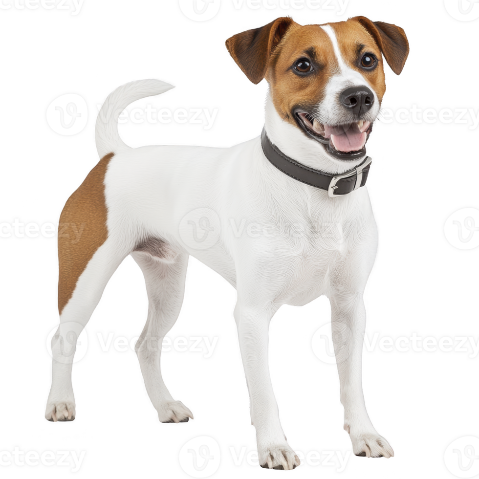 happy Jack Russell Terrier stands with wagging tail, showcasing its white and brown coat and wearing black collar. dog exudes energy and friendliness png