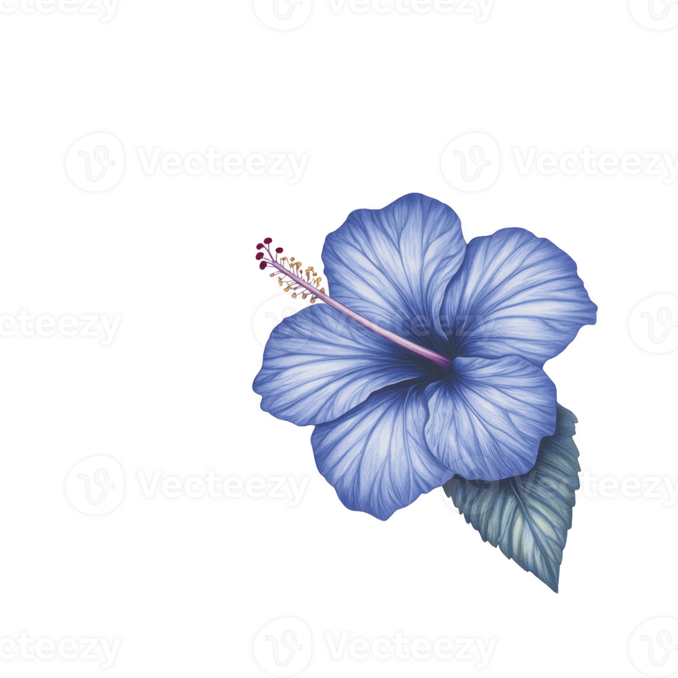 vibrant blue hibiscus flower with detailed petals and single green leaf, showcasing nature beauty and elegance. intricate design highlights flower delicate structure png