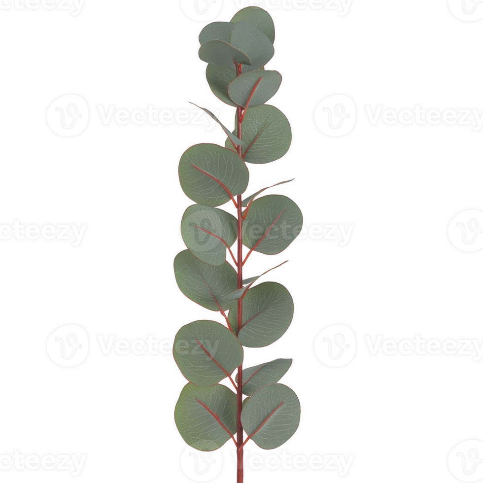 single eucalyptus branch with round, green leaves and red stems is isolated on transparency background, showcasing its natural beauty and simplicity png