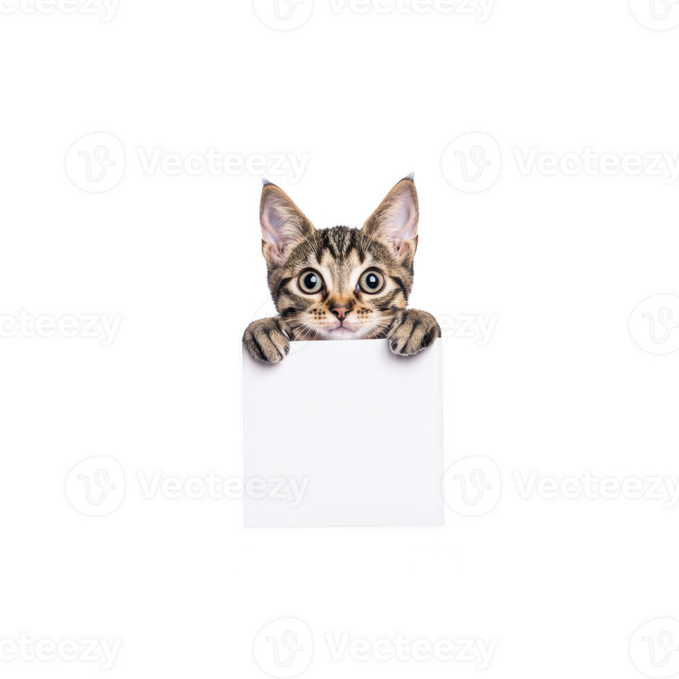 curious tabby kitten peeks over blank white sign, its big eyes full of wonder. playful scene is set against plain background, highlighting adorable feline png