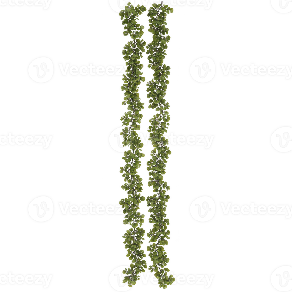 Two vertical strands of lush green ivy vines with small leaves create natural and organic appearance, perfect for decorating or adding greenery to space png