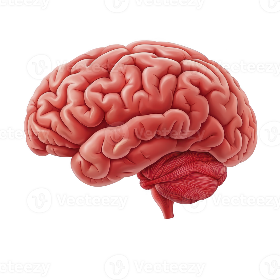 detailed illustration of human brain showcasing its intricate structure and complexity, highlighting cerebral cortex and cerebellum. image emphasizes brain role in cognition and coordination png