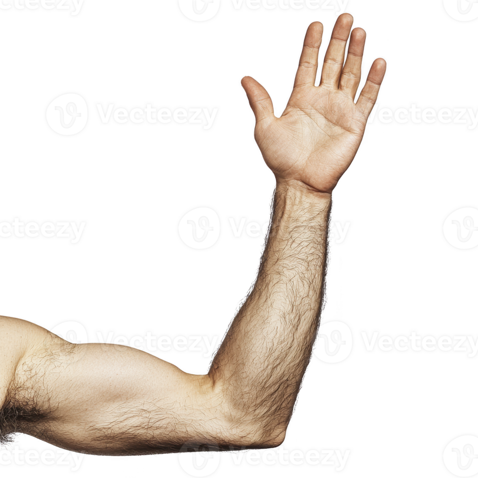 raised human arm with visible muscles and hair, isolated on transparency background, conveys sense of strength and openness. hand is open, fingers slightly spread png