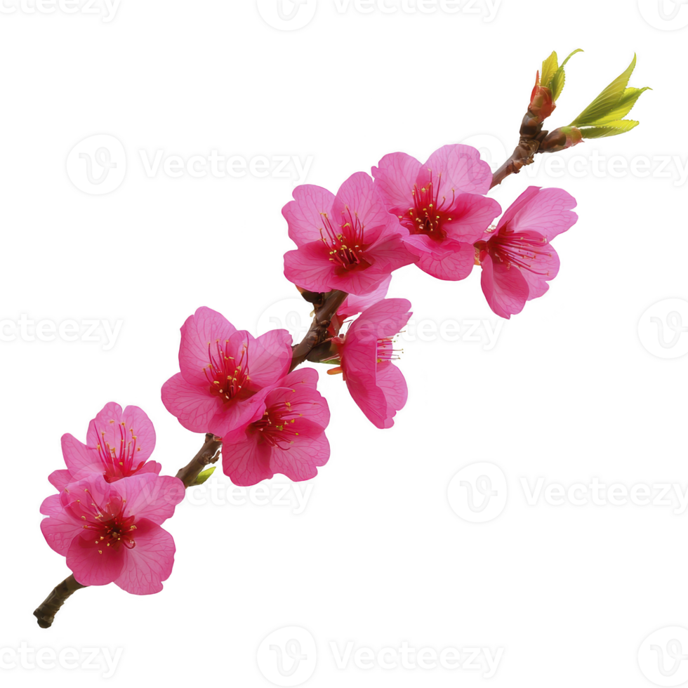branch adorned with vibrant pink cherry blossoms and fresh green leaves, symbolizing renewal and beauty. delicate petals and intricate details evoke sense of tranquility and elegance png